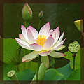 Fleur de lotus